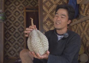 Duren Hasil Hutan Pedalaman Baduy