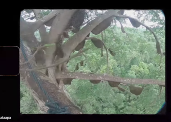 Penjual Madu Baduy yang legendaris