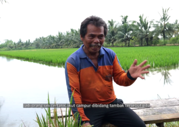 Bertani padi dengan air laut sekaligus tambak ikan