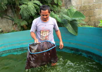 Budidaya Ikan Lele Dan Segala Stigma