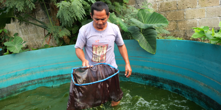 Budidaya Ikan Lele Dan Segala Stigma