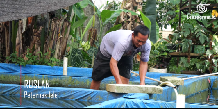 Hanya Dengan Kolam Bak, Peternak Lele Ini Berhasil Panen Hingga 2 Ton Dalam Sekali Panen.