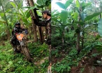 Pengendara Motor Crosser Merusak Pertanian