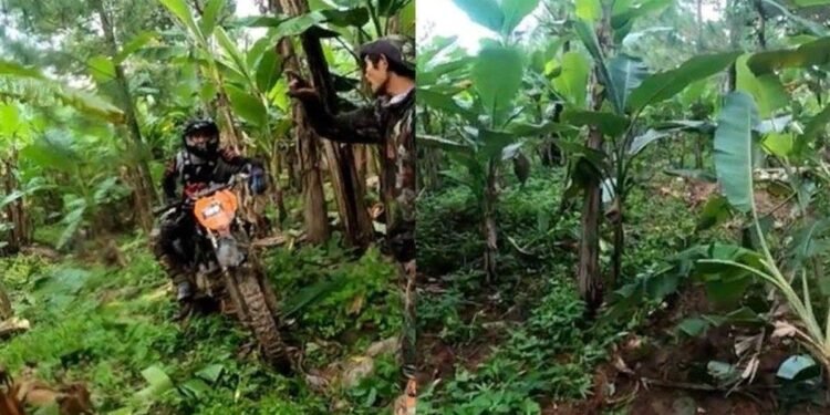 Pengendara Motor Crosser Merusak Pertanian