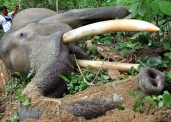 Seekor Gajah Sumatera DItemukan Mati