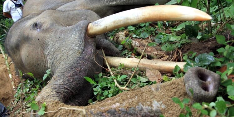 Seekor Gajah Sumatera DItemukan Mati