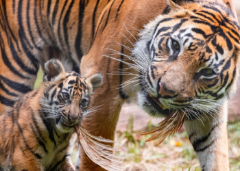 3 Harimau Kembali Mati Dalam 2 Bulan
