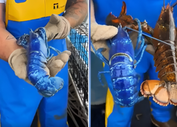 Lobster Biru Langka Ditemukan Nelayan