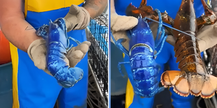Lobster Biru Langka Ditemukan Nelayan