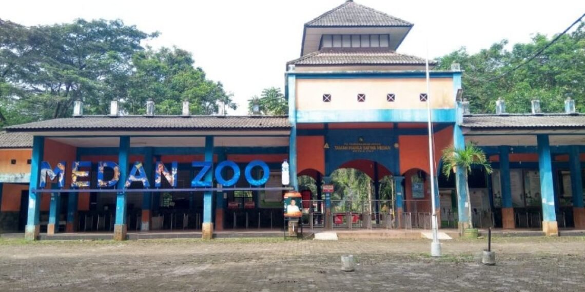 4 Harimau Ancaman Kematian Satwa Menurun 255 Ekor