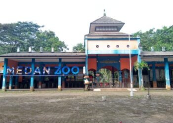 4 Harimau Ancaman Kematian Satwa Menurun 255 Ekor