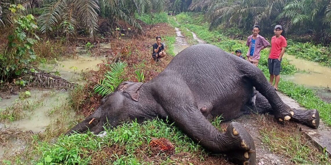 Gajah Sumatra
