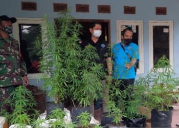 Lansia tanam 20 Ganja