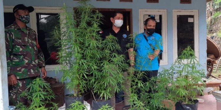 Lansia tanam 20 Ganja