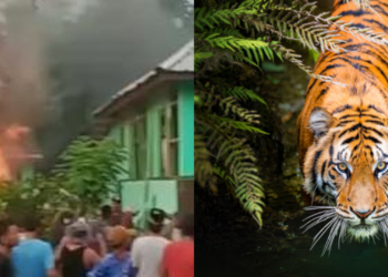 Harimau Kembali Serang Warga