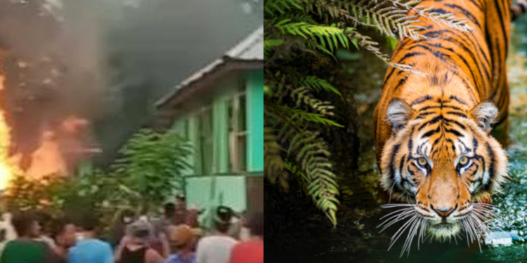 Harimau Kembali Serang Warga