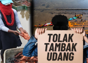 Tambak Udang
