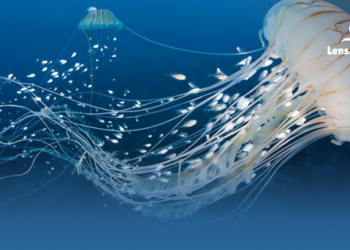 gambar Inilah Asal Usul Ubur Ubur Ikan Lele Trend Viral Tiktok