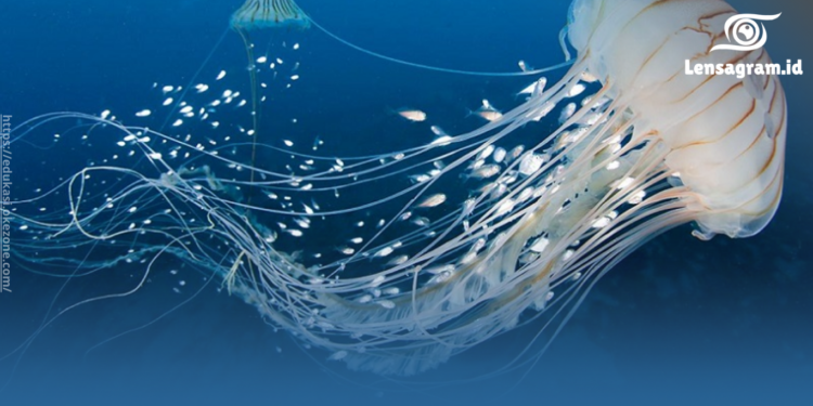 gambar Inilah Asal Usul Ubur Ubur Ikan Lele Trend Viral Tiktok