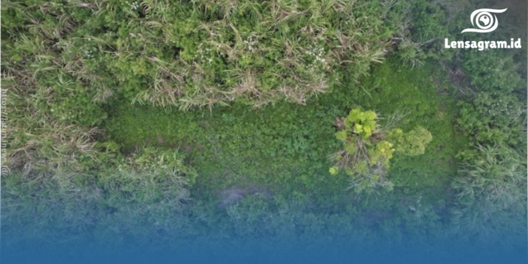 Ladang Ganja di TNBTS Sebabkan Kerusakan Ekosistem, Hakim Beri Ultimatum