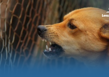 Kucing Liar vs Anjing di Jakarta, Pemilik membantu Melepaskan