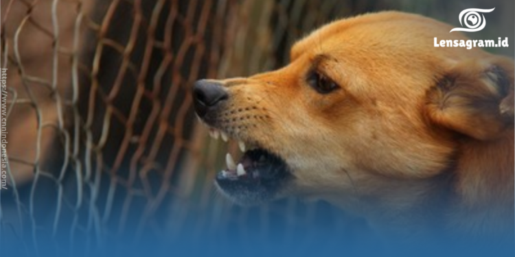 Kucing Liar vs Anjing di Jakarta, Pemilik membantu Melepaskan