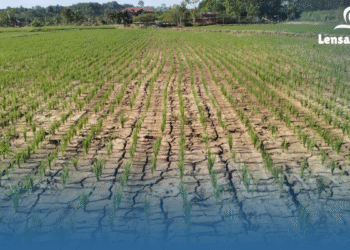 30 Tahun Sekali! BMKG Bongkar Ancaman Kemarau Panjang yang Mengintai