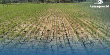30 Tahun Sekali! BMKG Bongkar Ancaman Kemarau Panjang yang Mengintai