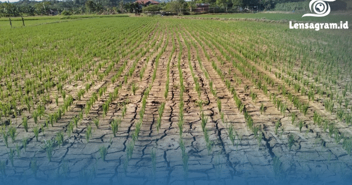 30 Tahun Sekali! BMKG Bongkar Ancaman Kemarau Panjang yang Mengintai