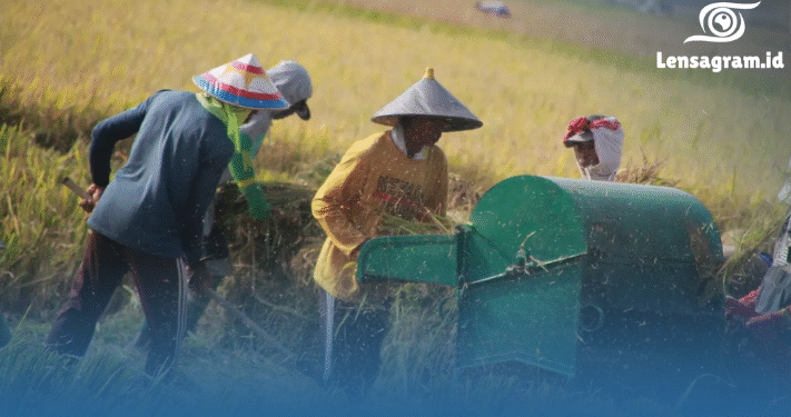 Panen Padi Bisa Berubah Total! Indonesia Resmi Terapkan Teknologi Adepidyn Pertama di Dunia